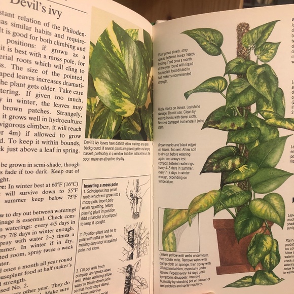 The Instant Guide to Healthy Foilage Houseplants Volume II David Longman Book - Picture 6 of 7